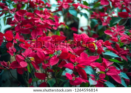 Red poinsettia flower, red Christmas flowers.
