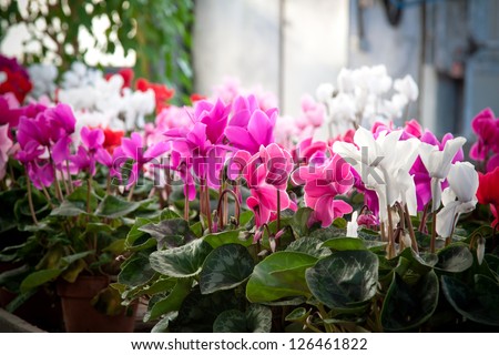 Winter flowers: cyclamen flowers in a greenhouse, landscape orientation. Royalty-Free Stock Photo #126461822