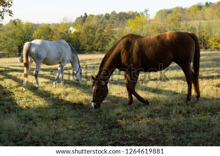 Morning Horses Grazing Together on Kentucky Bluegrass