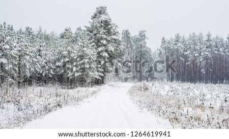 Walkway through the snow-covered pine forest on a cloudy winter day, Latvia