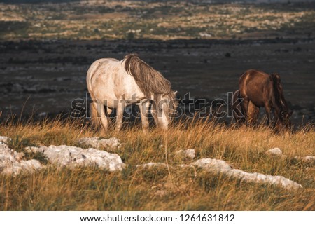 Wild Horses on Cincar Mountain in Bosnia and Herzegovina