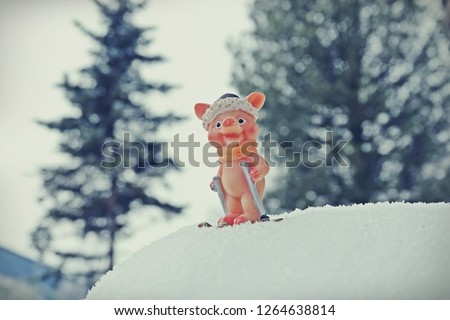 a lucky pig with ski on snow
