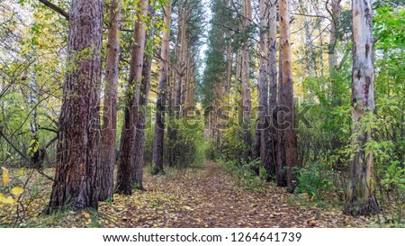 Path in the autumn forest of Siberia, Tomsk