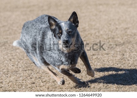 Cattle dog in the grass about to catch a disc