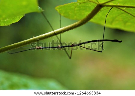 Ramulus caii, a stick insect, male, found in Sichuan, China. Royalty-Free Stock Photo #1264663834