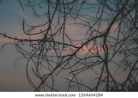 Beautiful sunset in the twilight landscape by looking through the branches.Can be use as a background