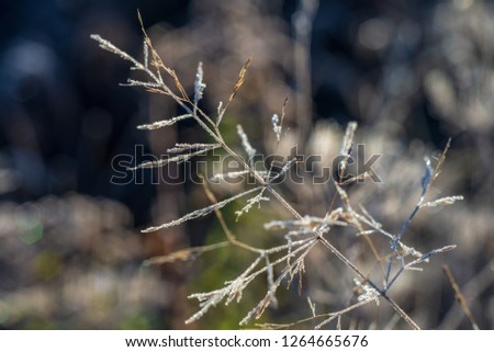 close up tree branches in autumn and nature details abstract background