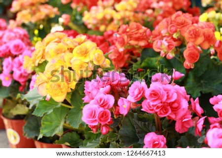 Colorful begonia (Begonia spp.) plant in brown pot,very beautiful.Blurred flower background.Give for someone who you love or decorate in garden. Royalty-Free Stock Photo #1264667413