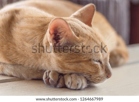 A cat is sleeping on floor