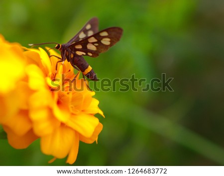 A small insect searching for food on a flower captured in closeup