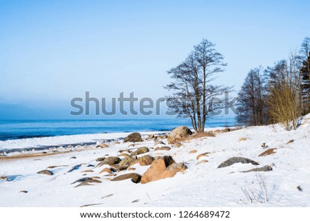 Winter landscape. Snow-covered seacoast and green trees against clear blue sky. Baltic sea, Latvia