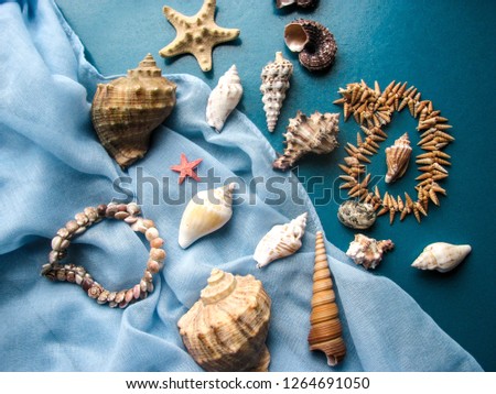 starfish and seashells on blue background