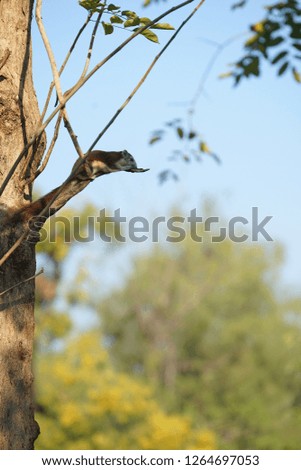 Brown Squirrel climbing on a tree.