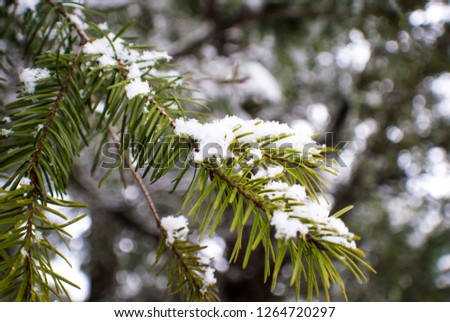 Winter Pine Branches Covered With Light Snow Nature Christmas Decoration Close Up In Detail Photo Background