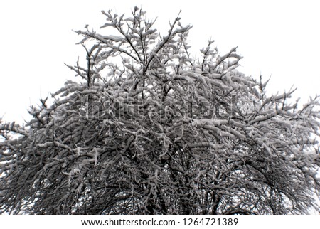 Snow Covered Treetop Canopy Decorative Background Winter Photography