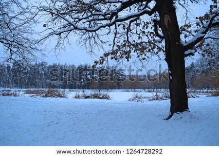 Beautiful fabulous view of the winter snowy forest
