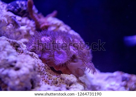 Zoanthid from reef aquarium