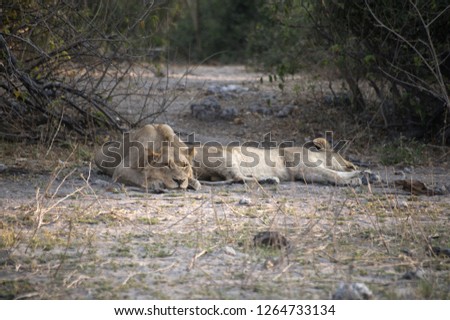 lionesses sleeping in the savannah