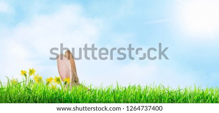 
Easter bunny in the meadow