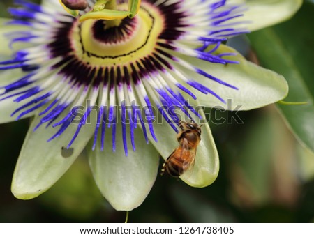 A bee eating a big flower