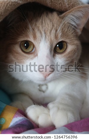cute yellow cat is under the blanket