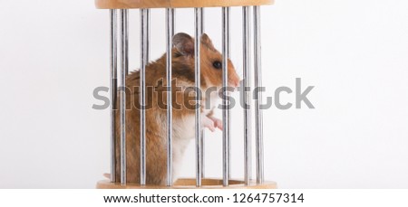 funny hamster in a cage