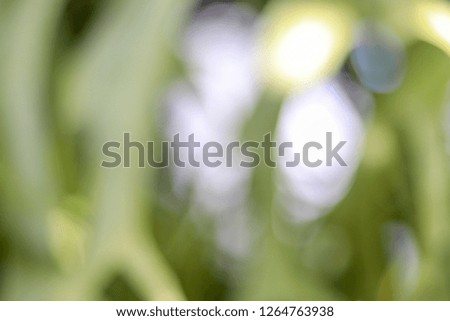 Nature abstract green blur background