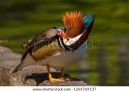 Male mandarin duck, aix galericulata sitting by the edge of a lake at Margam Country Park, Port Talbot, South Wales, UK