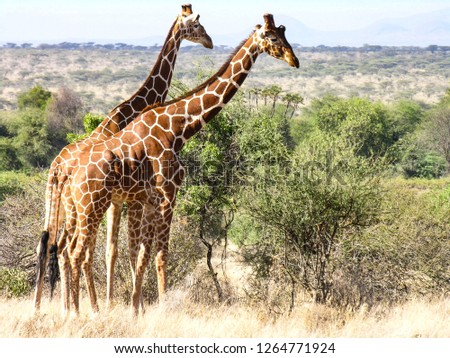 Giraffe, Samburu National Reserve, Kenya