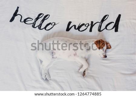 cute small dog lying on bed. white sheet with hello world message. Pets indoors. Relax