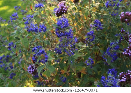 Hybrid "Bluebeard Grand Bleu" flowers (or Blue Mist Shrub, Blue Spirea) in St. Gallen, Switzerland. Its Latin name is Caryopteris × Clandonensis, breed of Caryopteris Incana - Caryopteris Mongholica. Royalty-Free Stock Photo #1264790071