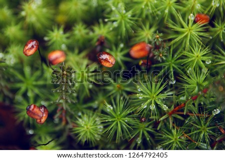 Green swamp moss with drops of water and red small leaves 