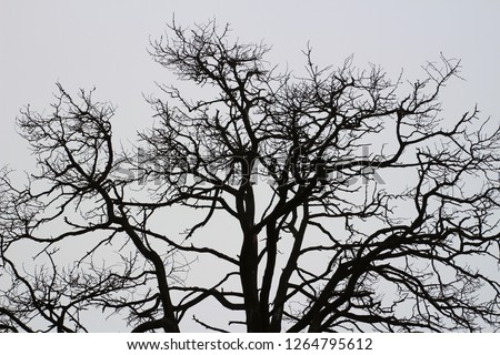 Silhouette of a tree without leaves	
