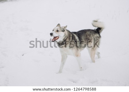 a dog in winter park