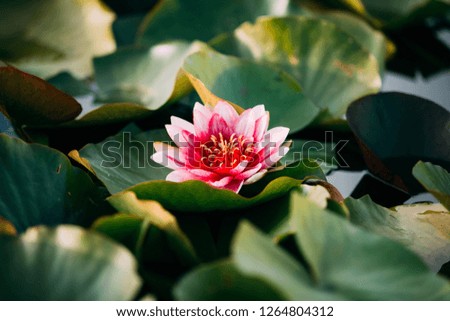 Nelumbo Or  Lotus Is A Genus Of Aquatic Plants With Large, Showy Flowers.