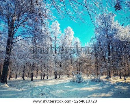 Wonderful winter forest landscape in the sunset. Ice and snow fir trees in sunlight. Winter holiday season. Wonderland in winter. Fresh snow in blue tone.