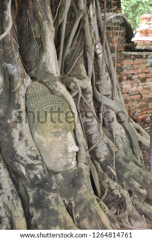 iconic Buddha head entwined in the roots of a tree at temple Wat Mahathat in Ayutthaya, Thailand.