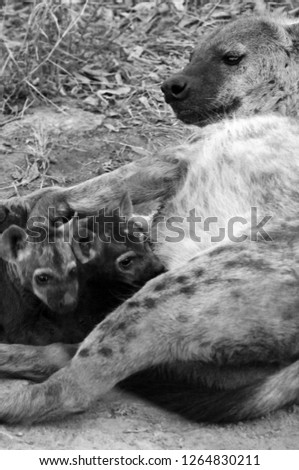 Mother spotted hyena nursing her babies, Kruger National Park, South Africa