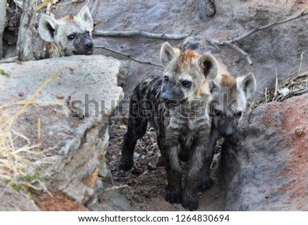 Pack of curious spotted hyena youngsters playing, Kruger National Park, South Africa