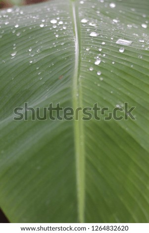 dew photography on banana leaves