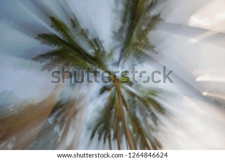 Royal Palms abstract; Greynolds Park, North Miami Beach, Florida