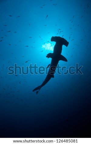 At certain times of the year Scalloped Hammerhead sharks (Sphyrna lewini) gather in large numbers at Cocos Island off Costa Rica.  This island is known for its sharks and great fish populations. Royalty-Free Stock Photo #126485081