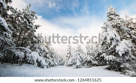 A view of the pine tree forest on a sunny winter day, Latvia
