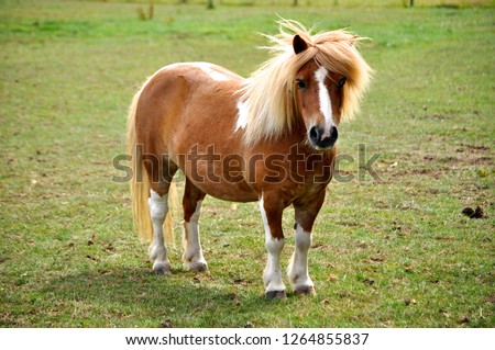 Miniature Pony in Field Royalty-Free Stock Photo #1264855837