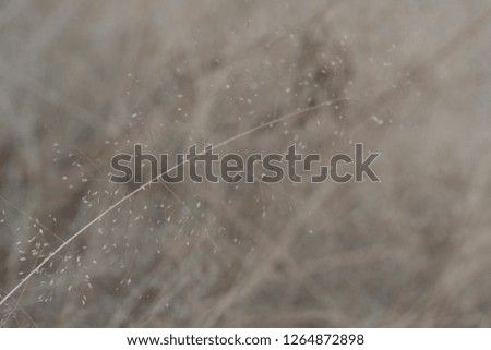 Dry grass for background and texture.