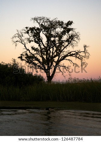 Silhouette of tree above water with a colorful sunset in background