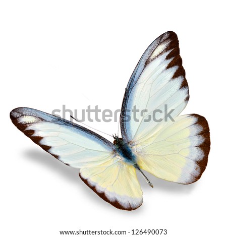 White Butterfly flying  isolated on white background, Soft shadow underneath.