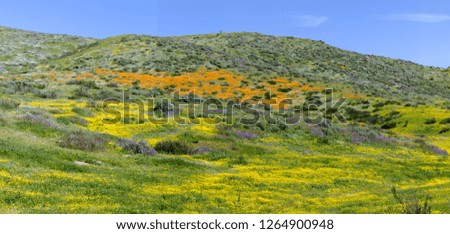 A field of poppies and wild flowers on a hillside