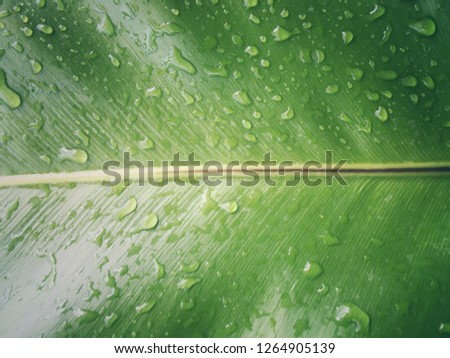 Green leaves in nature have drops of water.