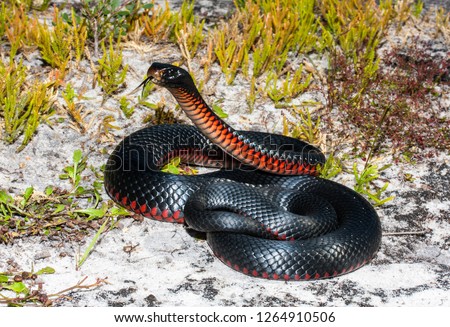 Red-bellied Black Snake Royalty-Free Stock Photo #1264910506
